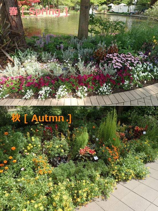 ●春と秋の植物対比